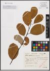 Foto von Salix caprea L.